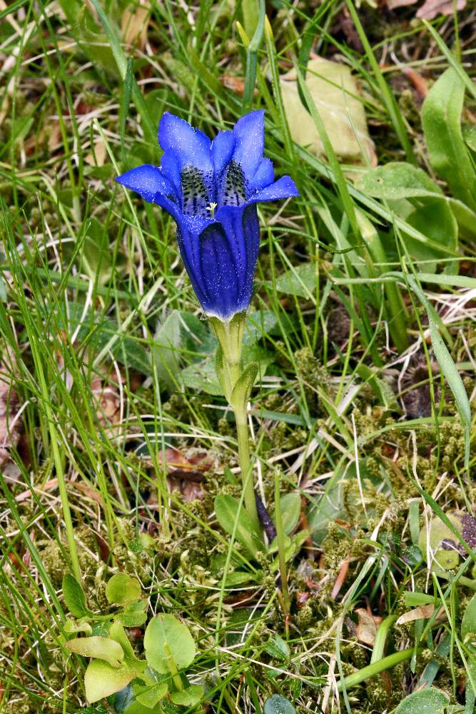 Gentiana acaulis